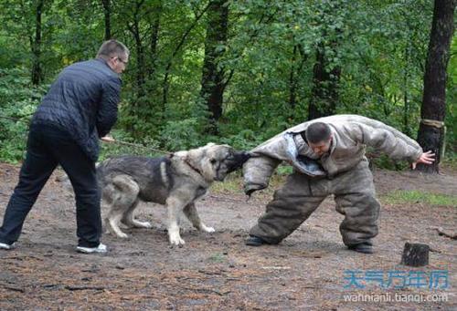 晚上梦见被狗咬了预兆什么 梦见被狗咬了是什么意思