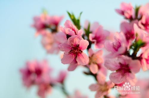 怎么找自己的桃花年月?