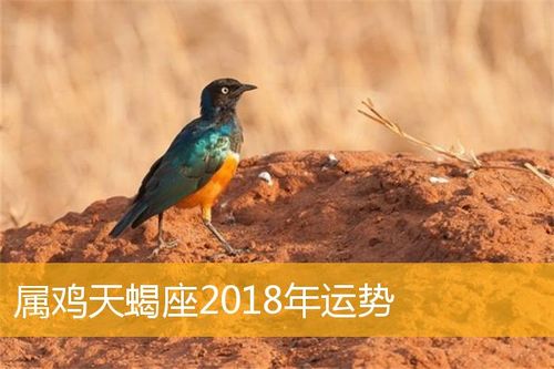 属鸡天蝎座2023年运势