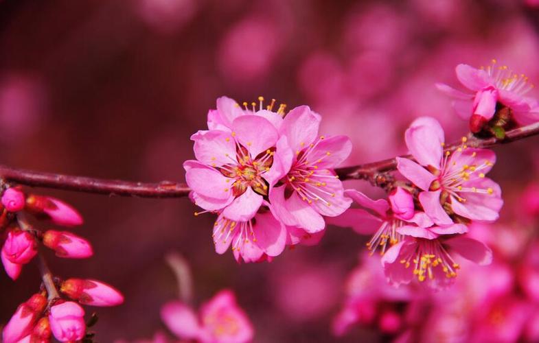 免费正缘桃花查询命中有正缘桃花代表什么