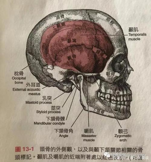 结构图 这些骨头在完美的生物力学作用下契合一起,组成了整个头骨面相